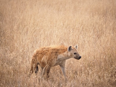 棕鬣狗
